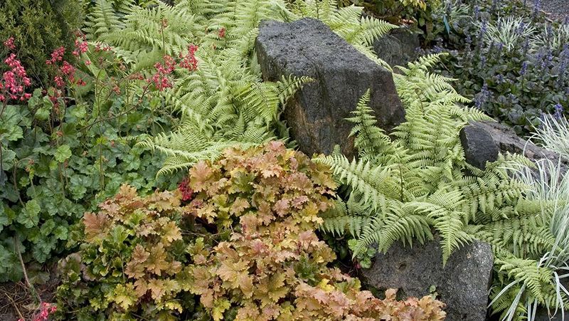 Prepare the bare shade before planting