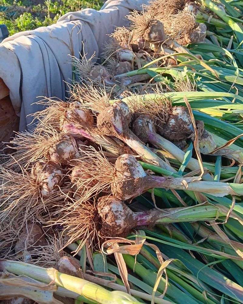Summer Bulb Size Depends on More Than Planting Date