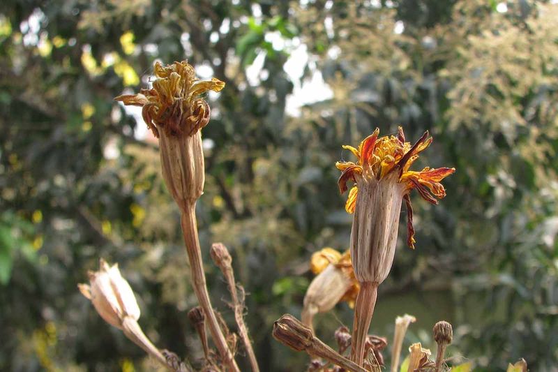 Identify and Select Dry Flower Heads
