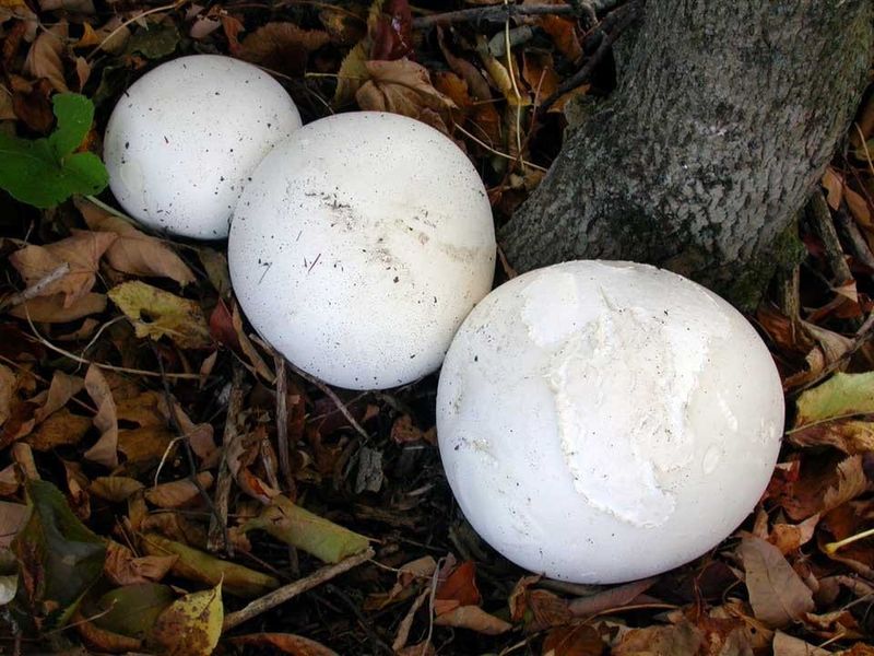 Puffballs (Calvatia and Lycoperdon)
