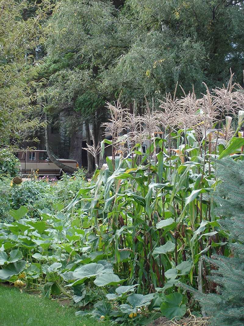 Corn