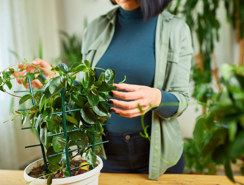 Before frost, shift from chasing blooms to protecting the plant