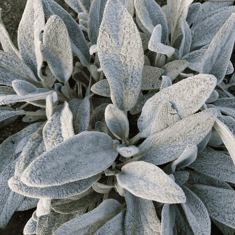 Lamb's Ear (Stachys byzantina)