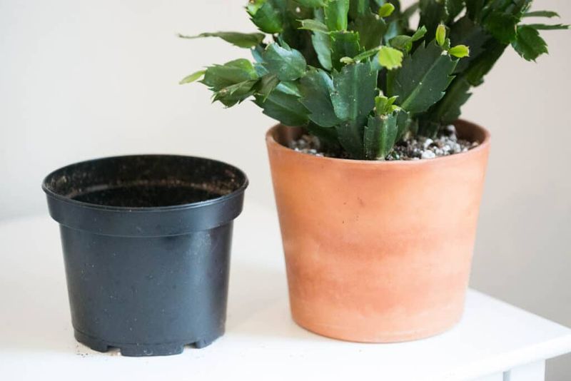 Repotting Into a Pot That Is Too Big