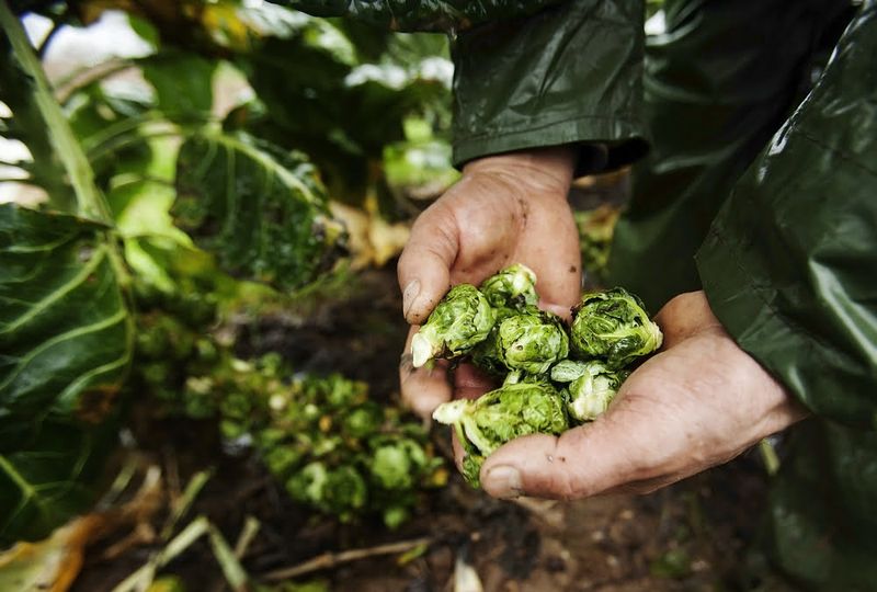 Your harvest goal and variety determine whether topping is worthwhile