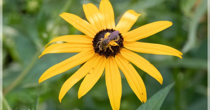 Coneflower Mining Bee
