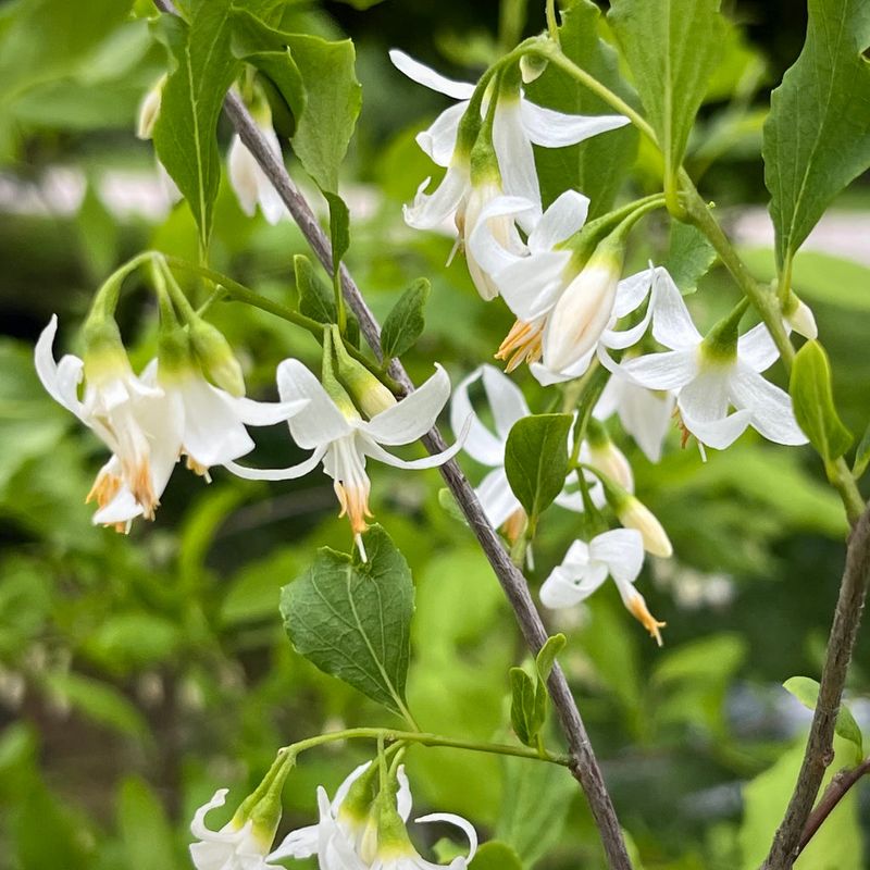 American Snowbell