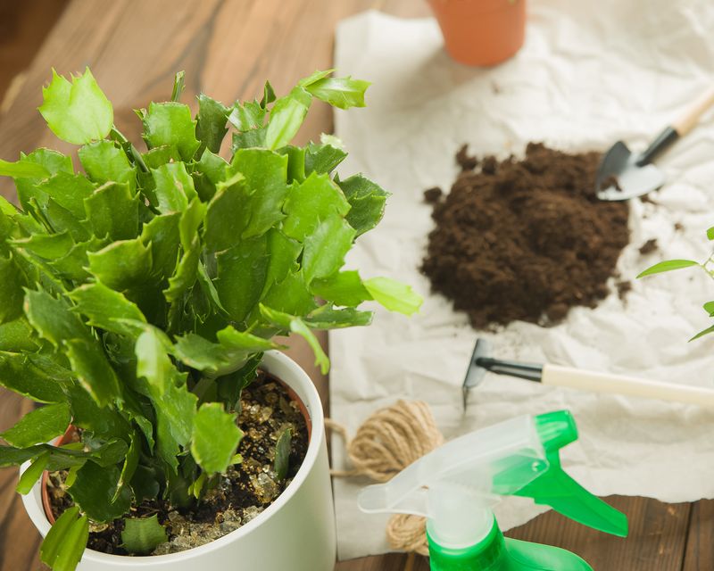Degraded Potting Mix