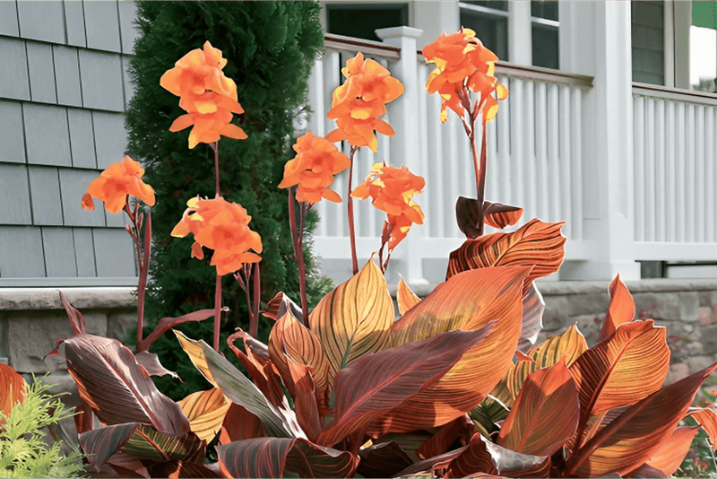 Start with your hardiness zone—and the conditions in your yard