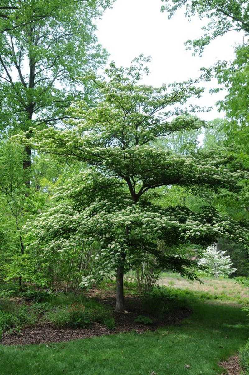 Pagoda Dogwood