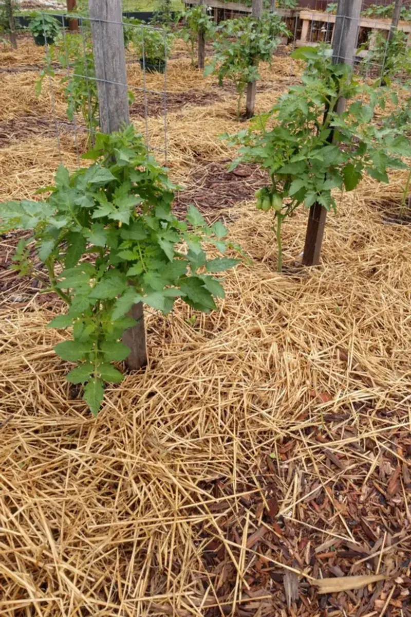 Apply a Thick Layer of Mulch