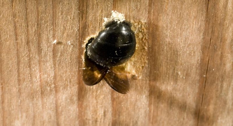 First, make sure the deck visitor is a large carpenter bee