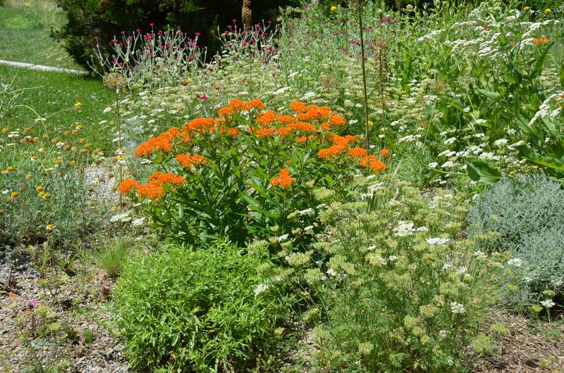 Build butterfly habitat beyond one nectar shrub