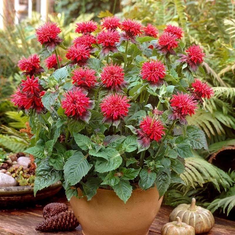 Bee Balm (Monarda didyma / fistulosa)