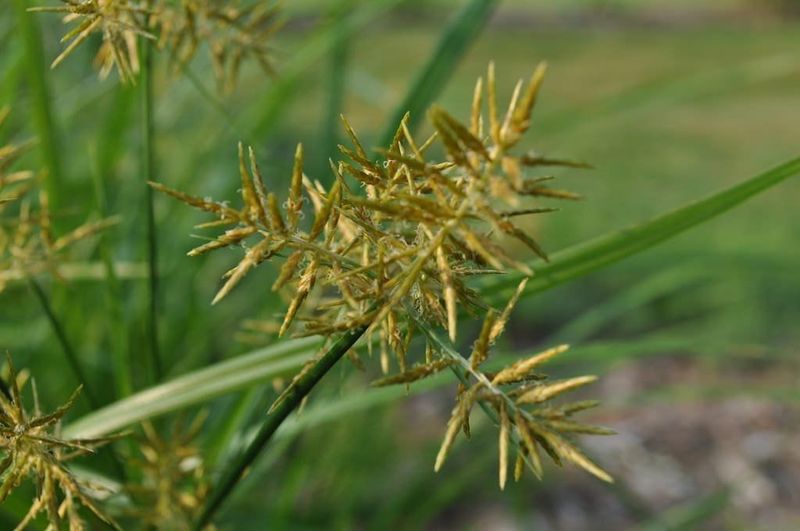 Check the plant before considering a harvest