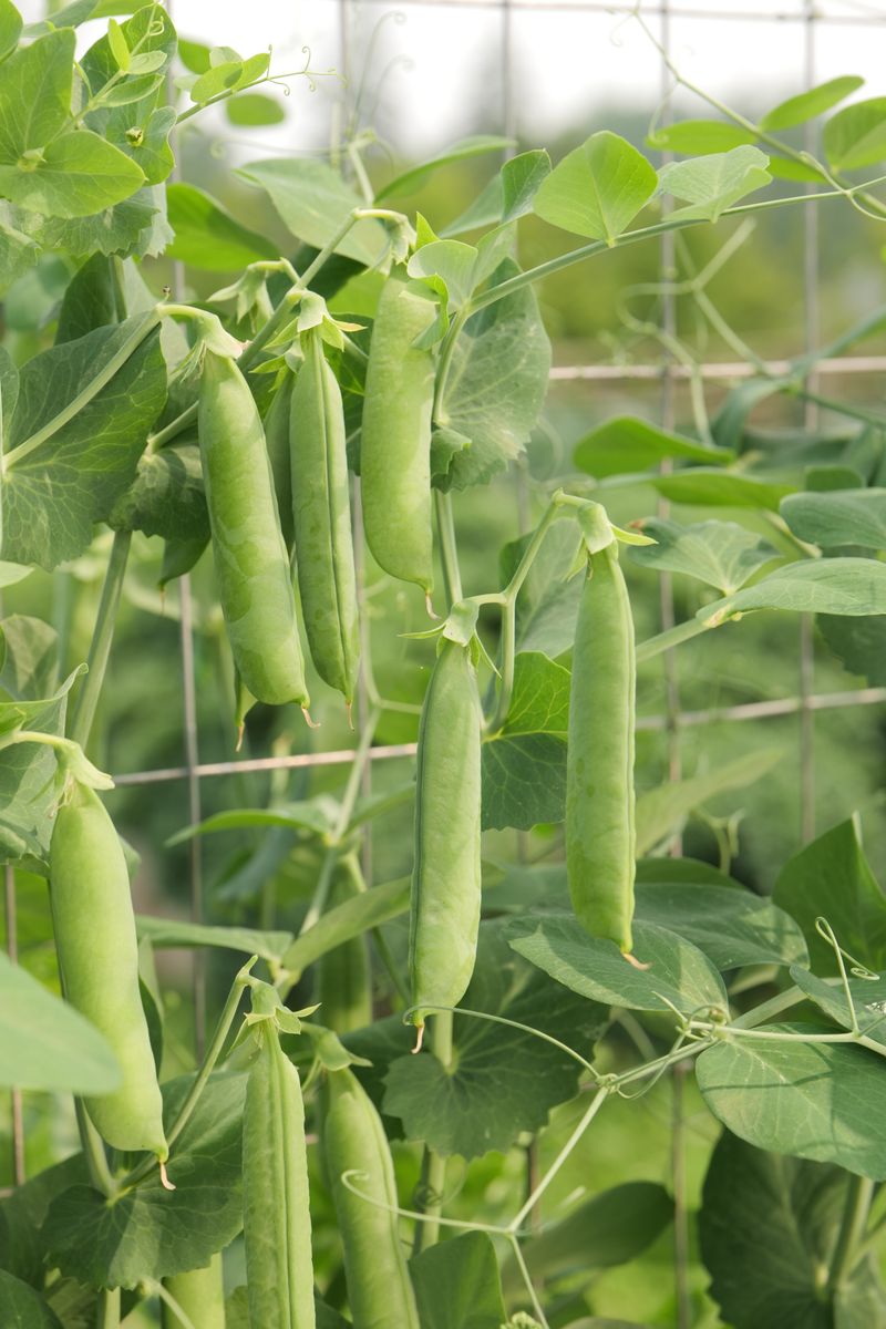 Peas
