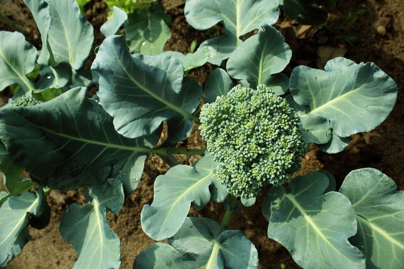 Start a continuing care routine on planting day