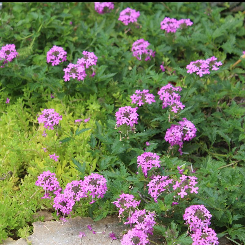 “Plant once” means return without an annual guarantee