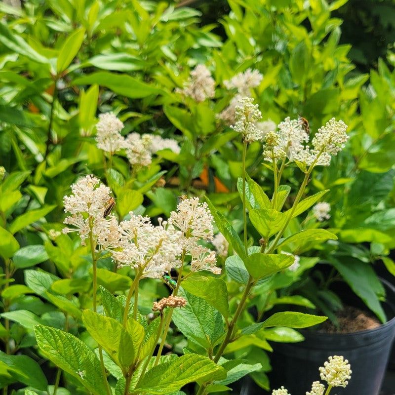 Buy a nursery-grown plant and avoid moving established shrubs