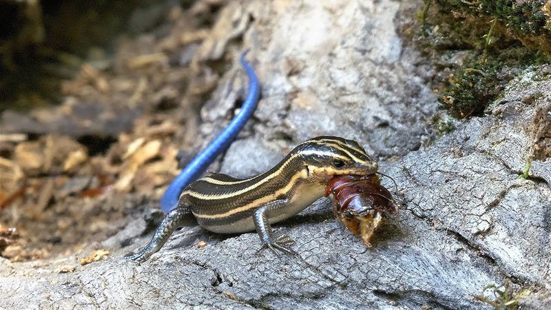 What the Skink Eats—and What That Does Not Prove
