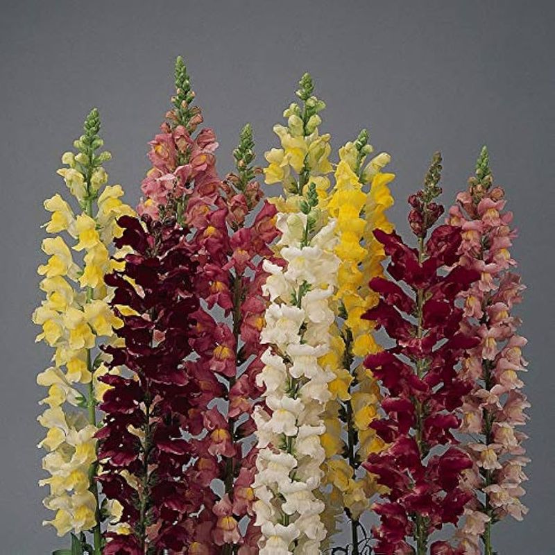 Snapdragon
