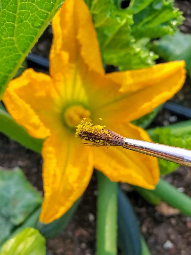 Hand Pollinate the Flowers