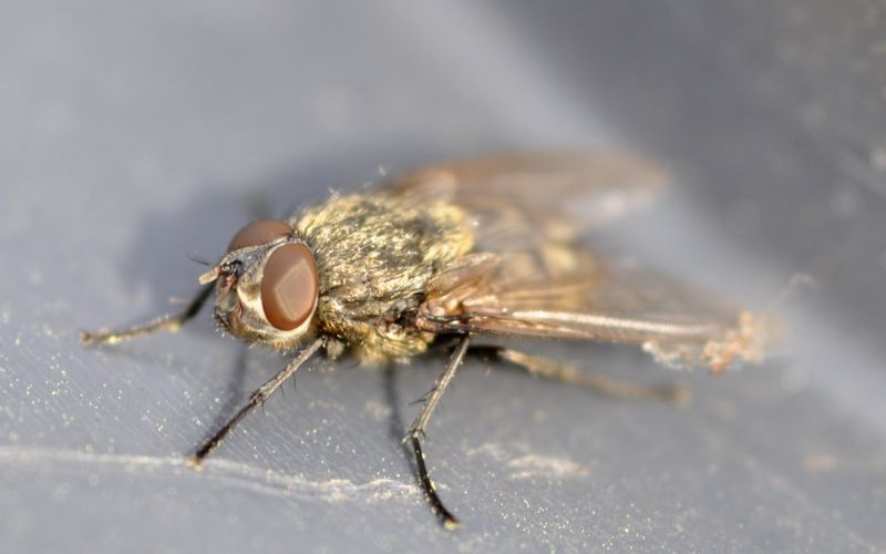 Cluster Flies