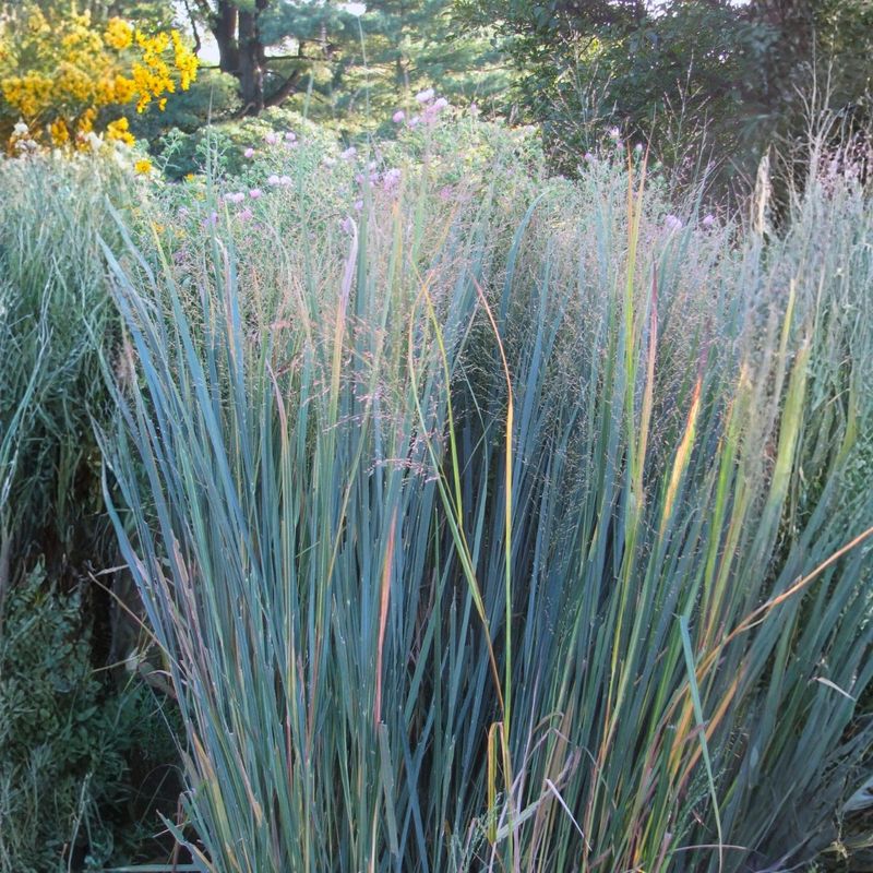 A mature canopy can suppress some weeds