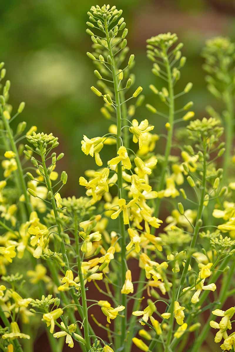 Remove a real flower stalk only when the leaves remain worth eating
