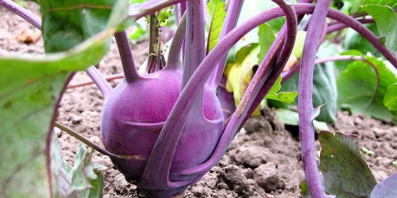 Kohlrabi