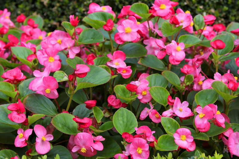 Begonias (Wax Begonias)