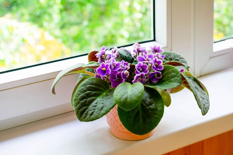Choose a Snug, Shallow Pot