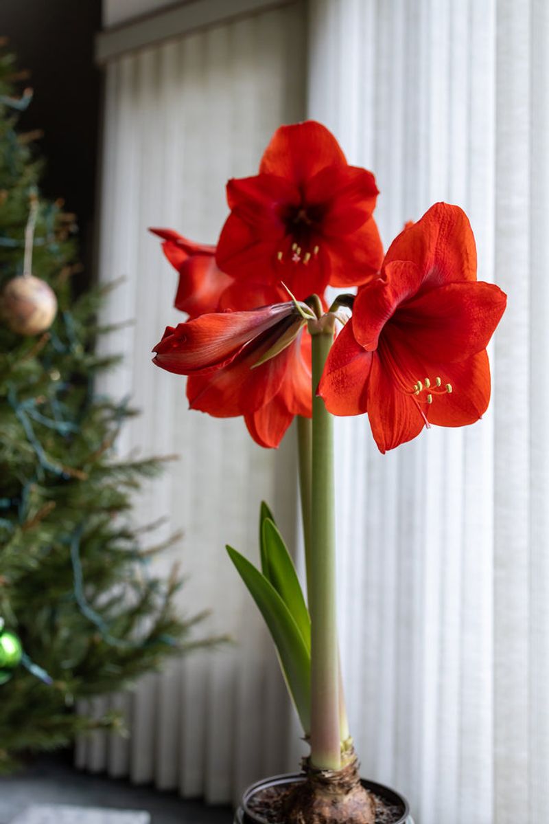 Guide the Stalk to Full Bloom