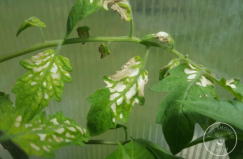 Spraying Leaves in Harsh Midday Sun