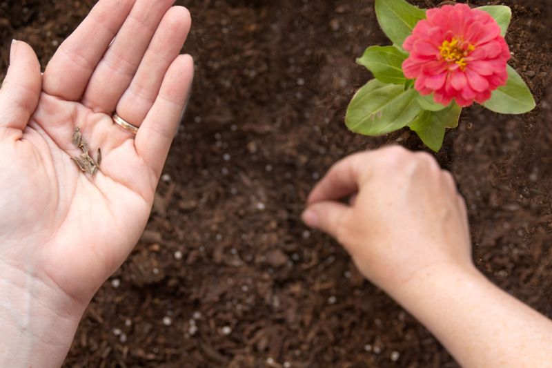 Sow outdoors when frost danger has passed