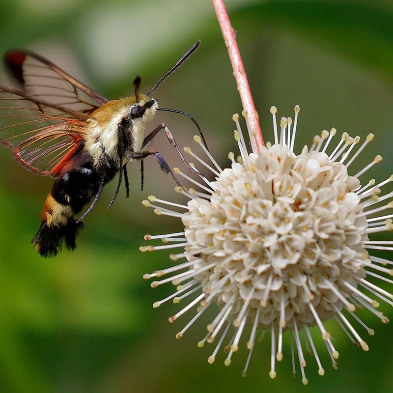 Buttonbush