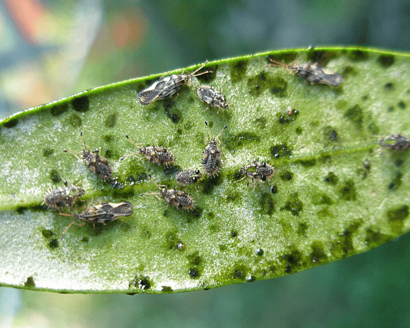 Scout for Lace Bugs and Other Pests