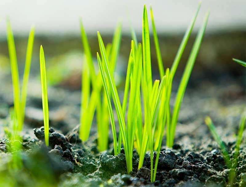 Seed-to-soil contact often determines whether reseeding works