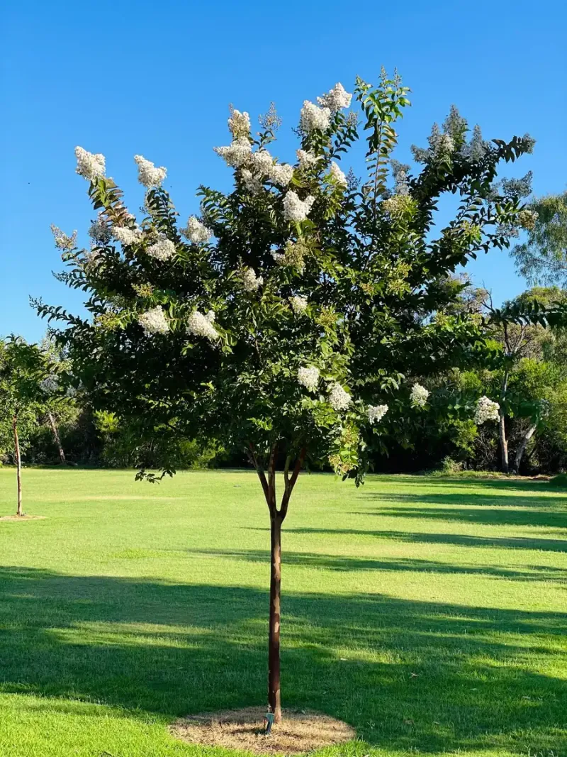 Cultivars determine how dramatic the shedding looks