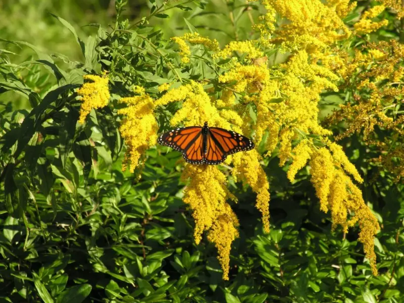Goldenrod (Solidago spp.)