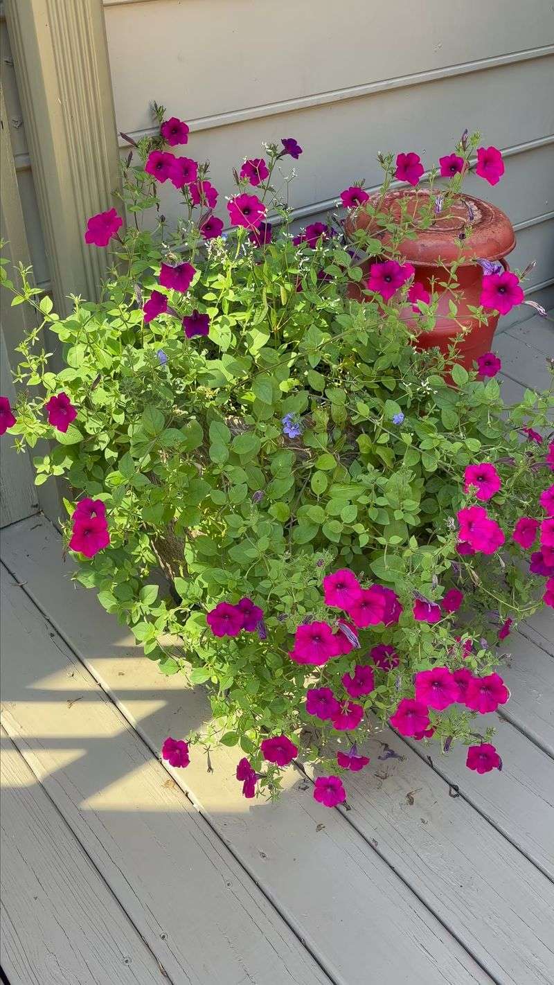 Consider a Harder Cutback for Extremely Leggy Plants