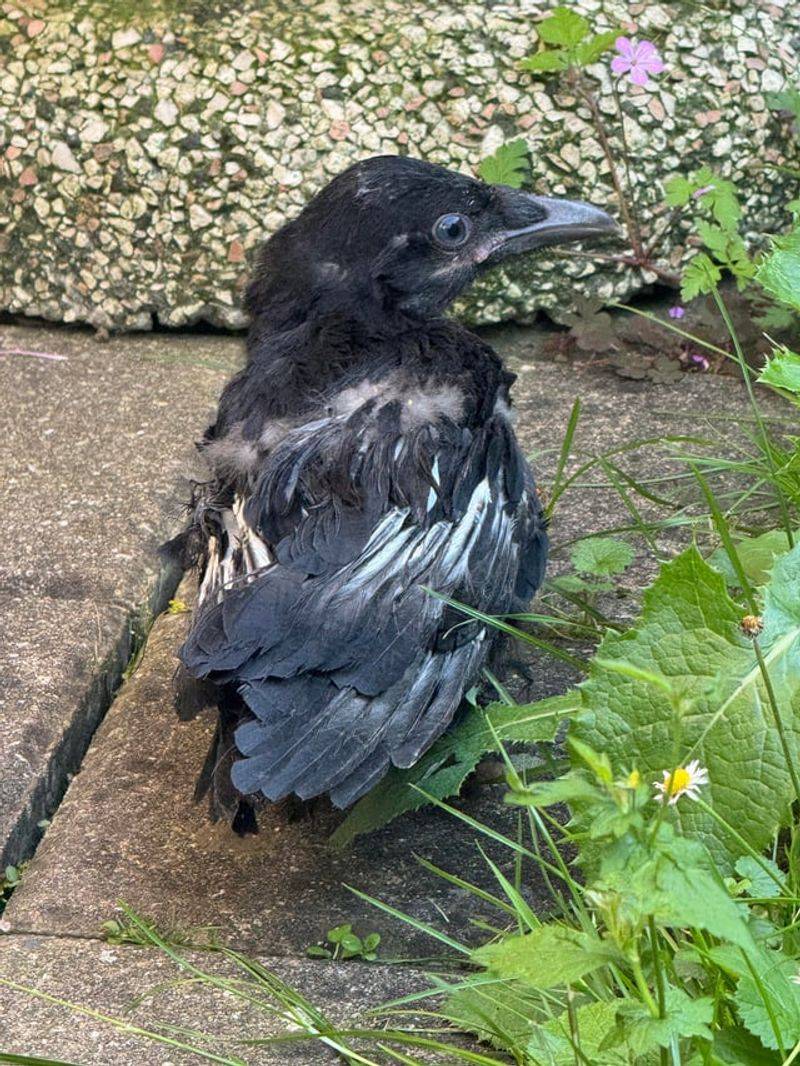 If crows scold near your yard, give them room