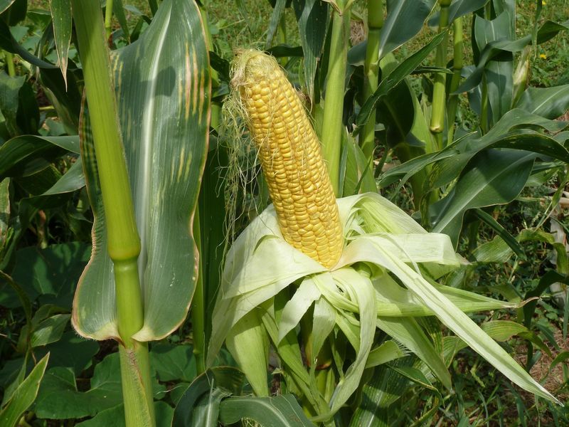 Sweet Corn
