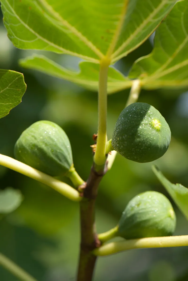 No fruit differs from fruit that drops