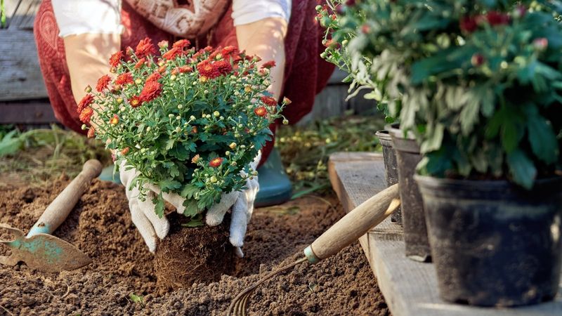 Choose sun and drainage before you dig