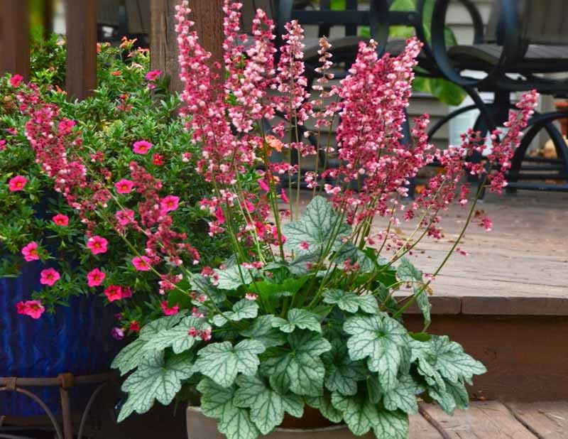 Coral Bells