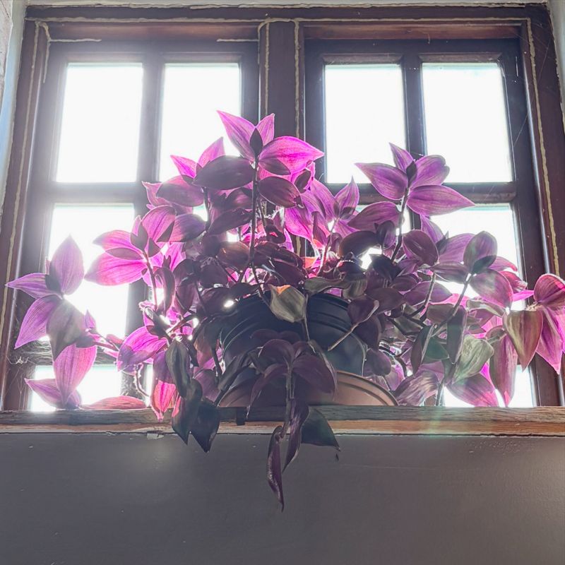 Optimize Light Conditions