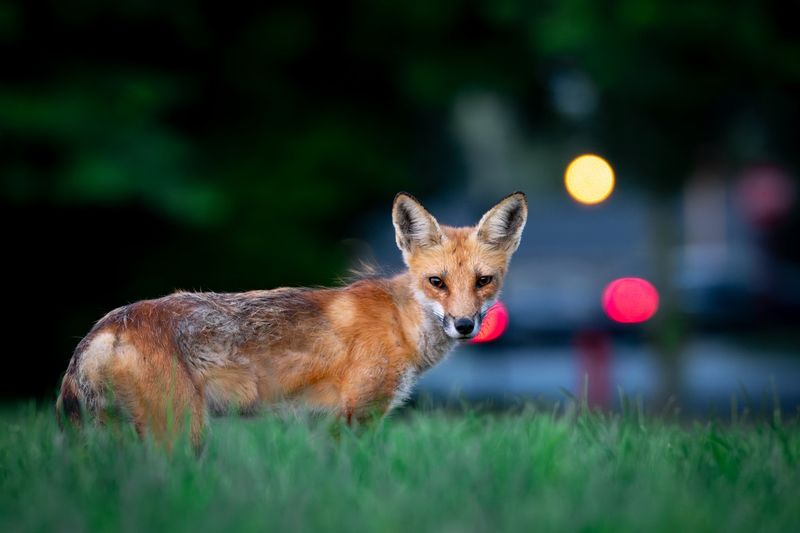 A Dusk Fox Usually Signals Usable Habitat, Not Trouble