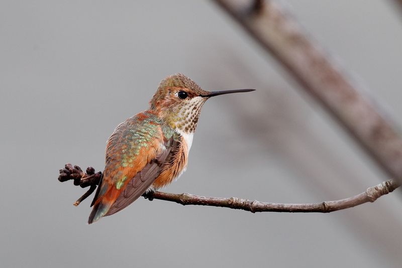 A winter visitor is not automatically a Rufous