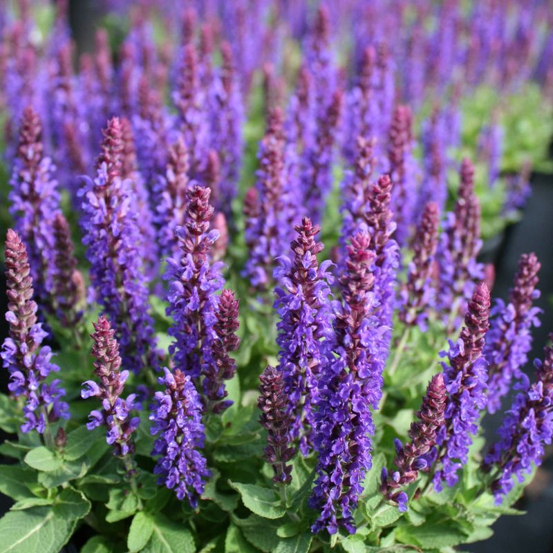 Salvia (Salvia nemorosa)